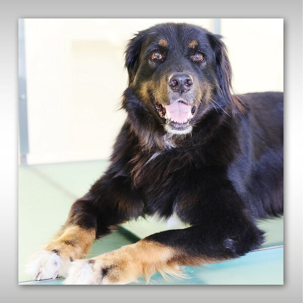 Wollsdorf Leder – Tierportrait